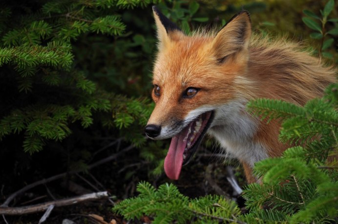 Малая Панда (Ailurus Fulgens