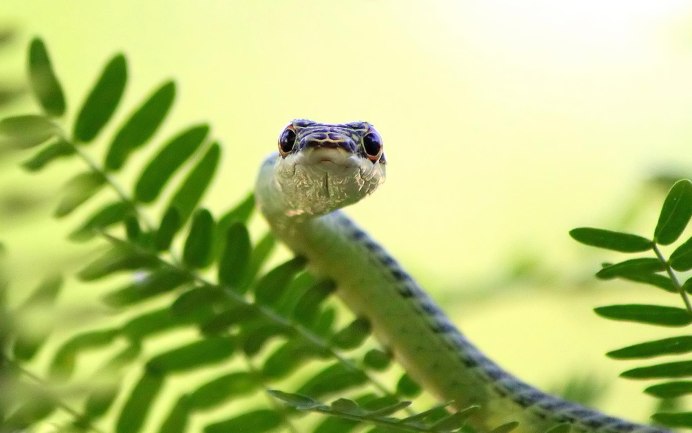 Chrysopelea Paradisi змея