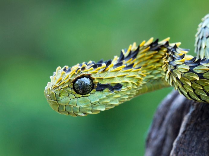 Кустарниковая гадюка (Atheris