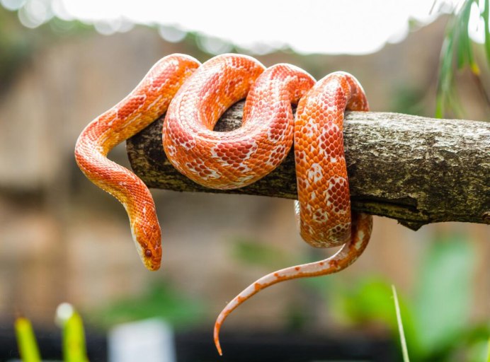 Chrysopelea Paradisi змея