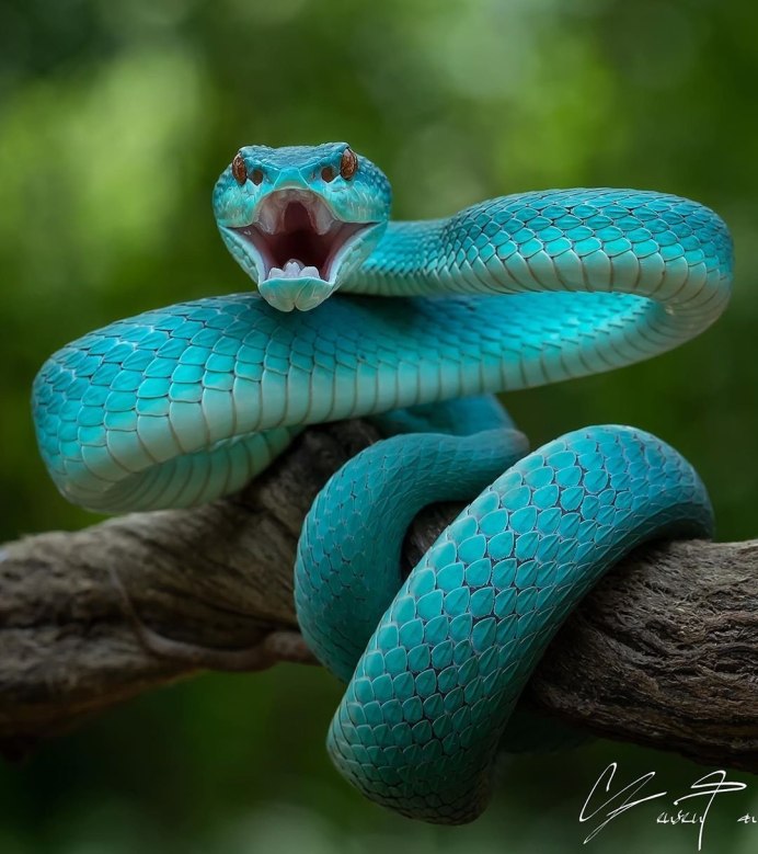 Змея Atheris squamigera