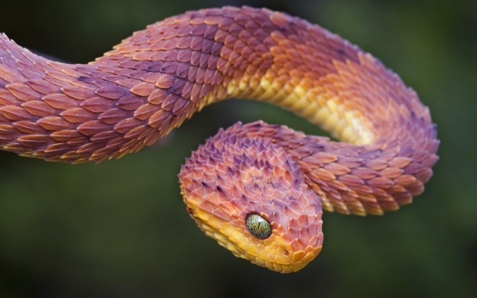 Кустарниковая гадюка (Atheris