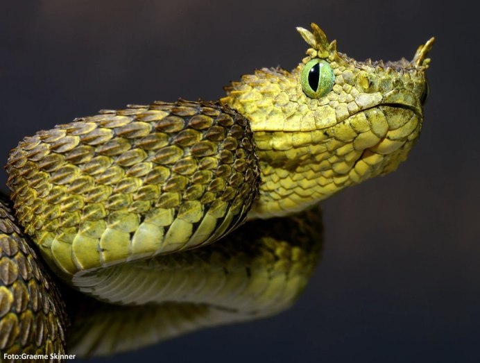 Кустарниковая гадюка (Atheris