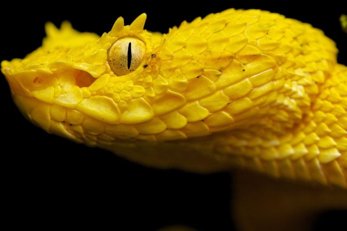 Corallus hortulanus
