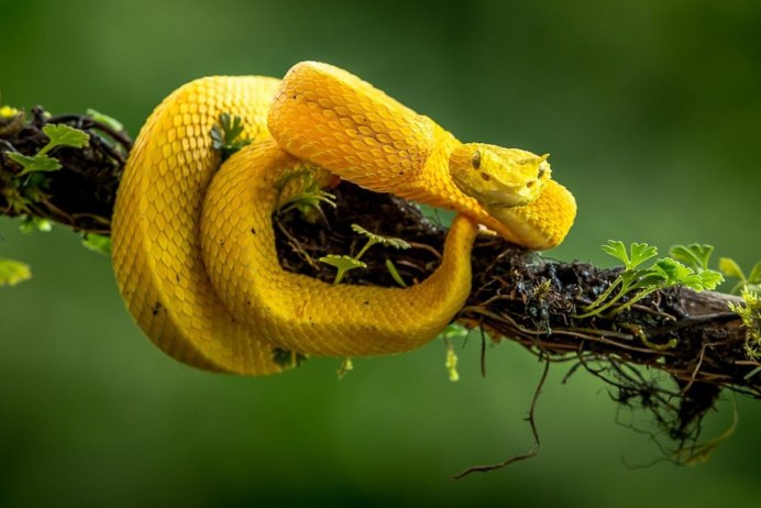 Chrysopelea Paradisi змея