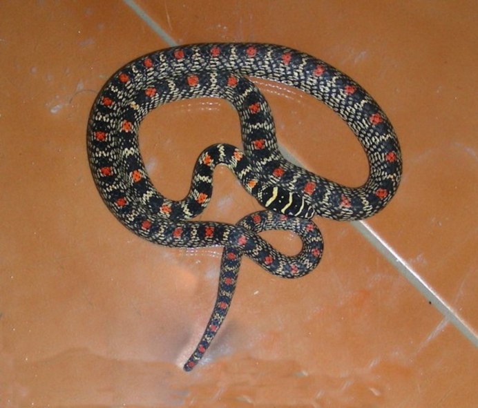 Atheris ceratophora