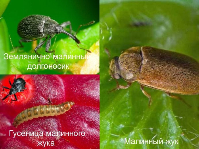 Малинно-Земляничный долгоносик