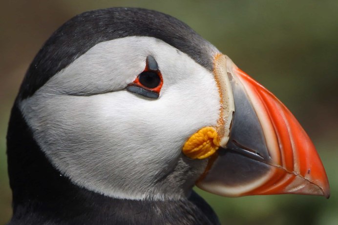 Puffin Тукан