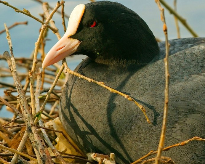 Лысуха (Fulica atra)