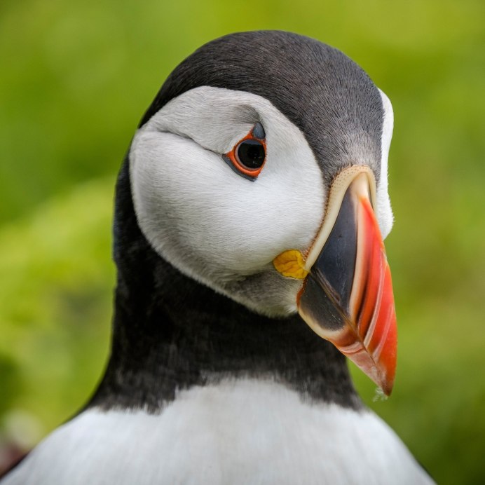Atlantic Puffin птица