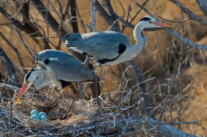 Серая цапля Байкал