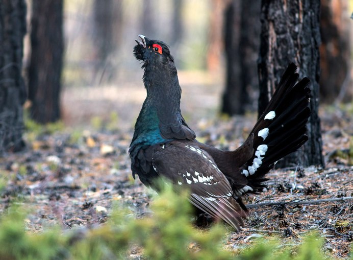 Обыкновенный Глухарь