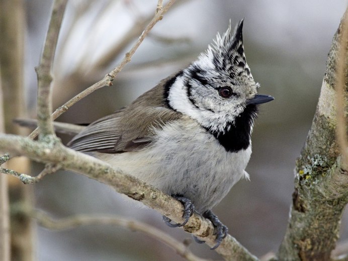 Хохлатая синица Подмосковья