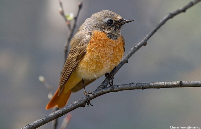 Байкальский заповедник птицы