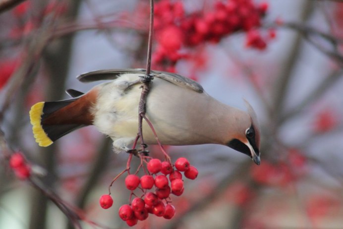 Заповедник Нургуш в Кировской области птицы