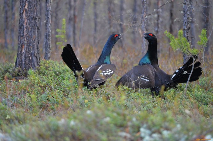 Тетерев птица и Глухарь