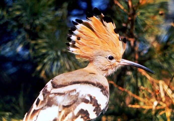 Байкальский заповедник птицы
