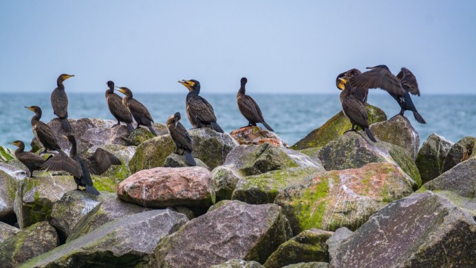 Дальневосточный морской заповедник птицы