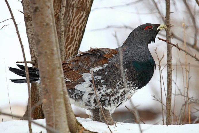 Глухарь, тетёрка, Кедровка