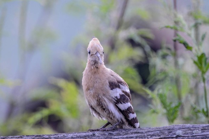 Удод птенец