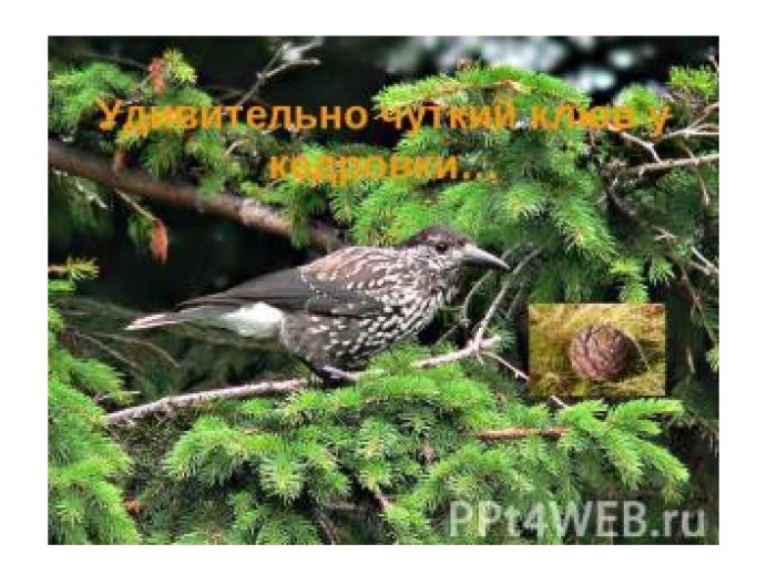 Птицы тайги Кедровка