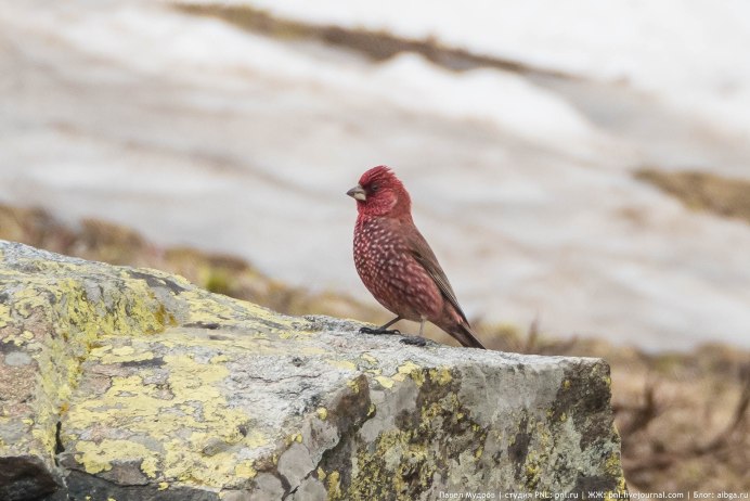 Птицы Кавказского биосферного заповедника