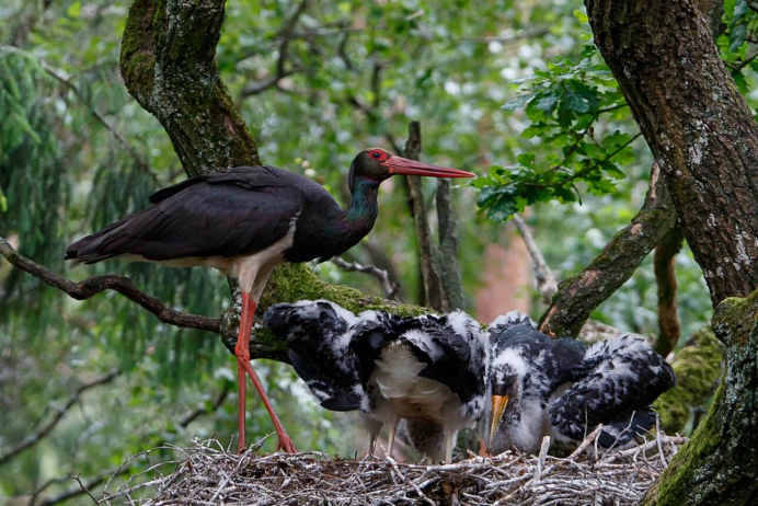 Черный Аист