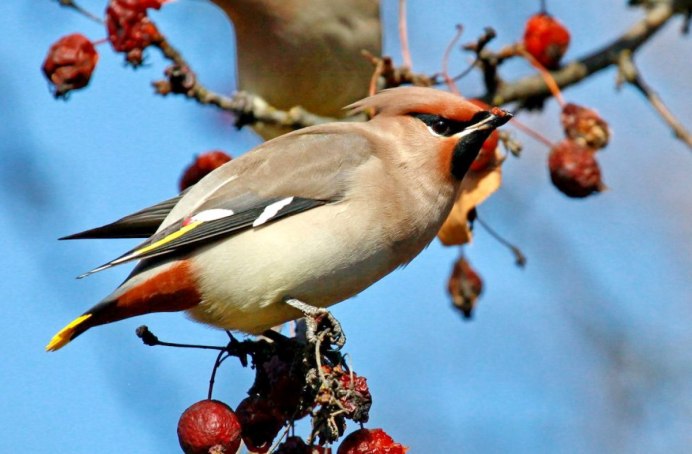 Алтайский заповедник птицы
