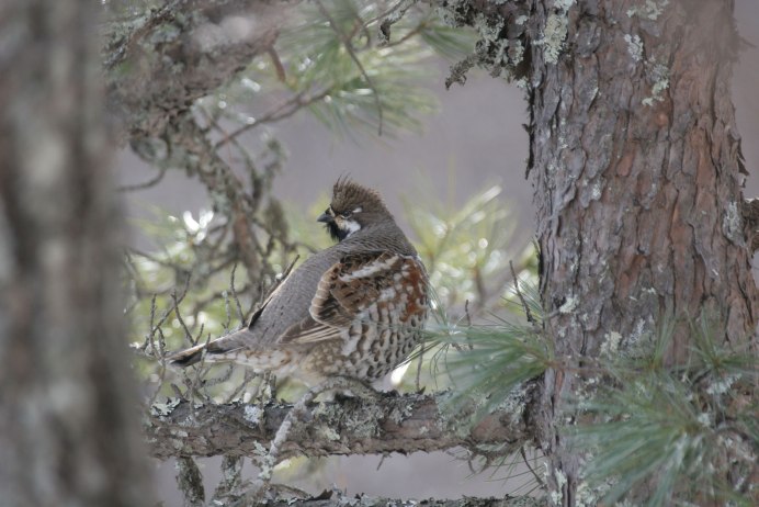 Байкальский заповедник рябчик