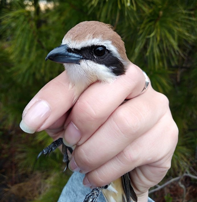 Байкальский заповедник птицы