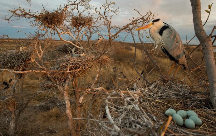 Птичья гавань Байкальского заповедника