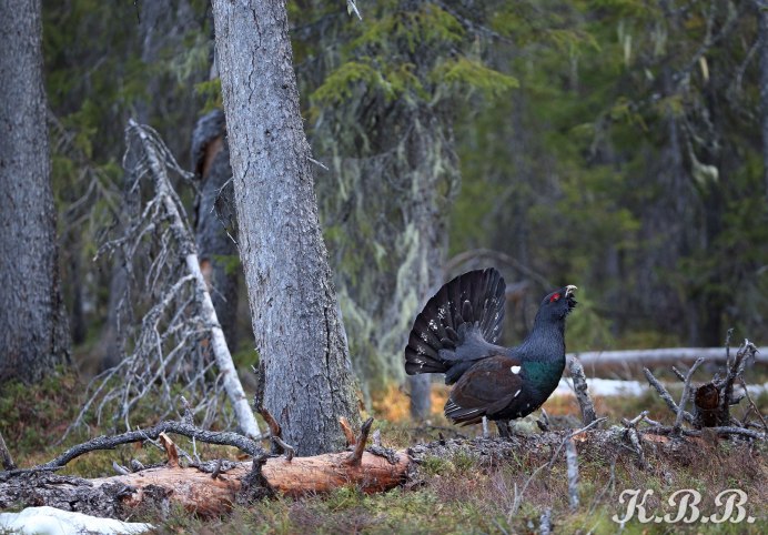 Заповедники Республики Коми Печоро Илычский заповедник