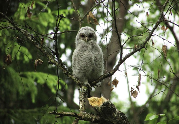 Серая неясыть слеток