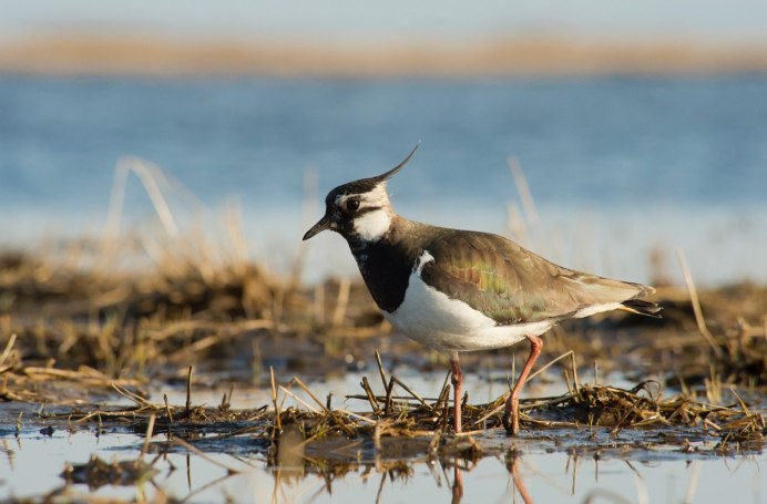Кабанский заказник