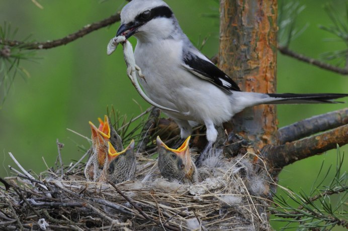 Брянский лес птицы