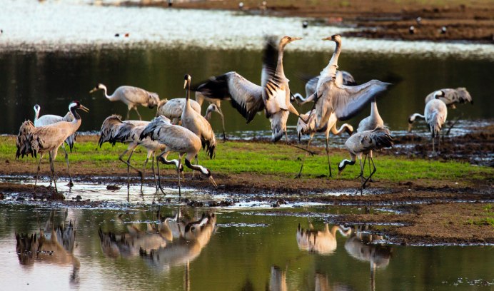 Журавлиный заповедник в Талдоме