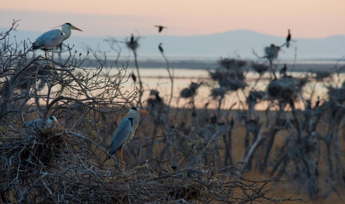 Птичья гавань Байкальского заповедника