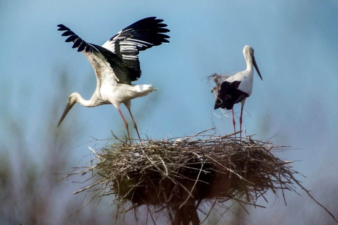 Хинганский заповедник Дальневосточный Аист