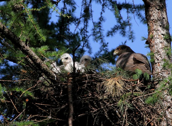 Птицы заповедника Денежкин камень