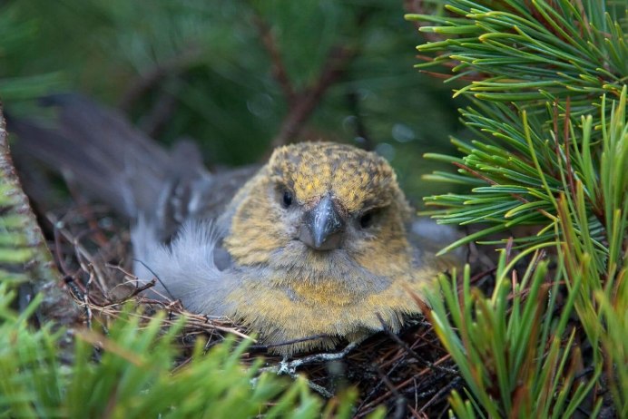 Байкальский заповедник птицы