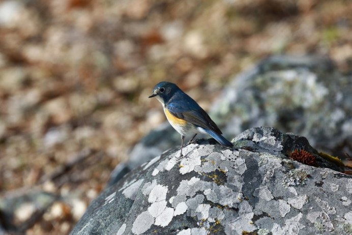Орнитофауна Алтайский заповедник