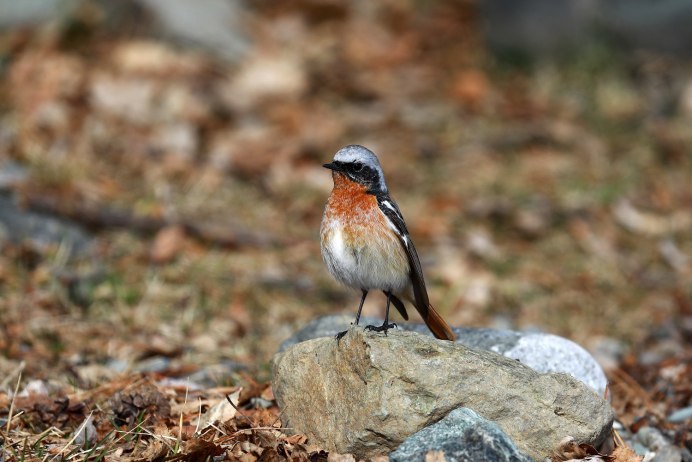 Горихвостка Алтайский заповедник