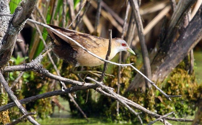 Малый погоныш