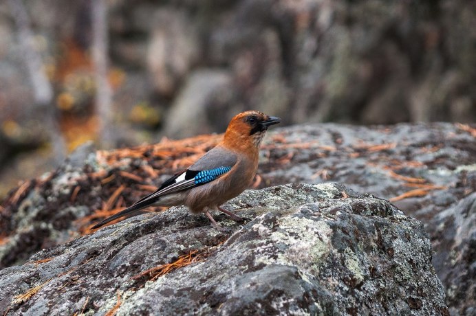 Сойка в Байкальском заповеднике