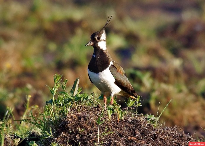 Чибис пигалица самка