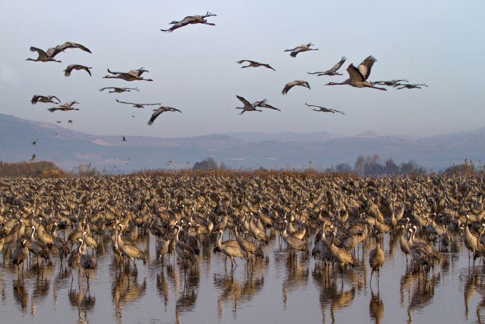 Журавлиная Родина Талдом