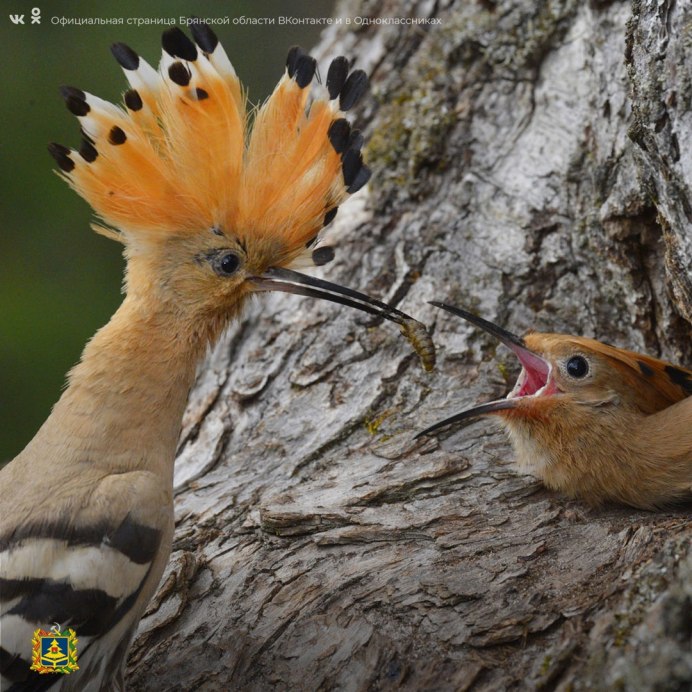 Птичка Удод Лесная