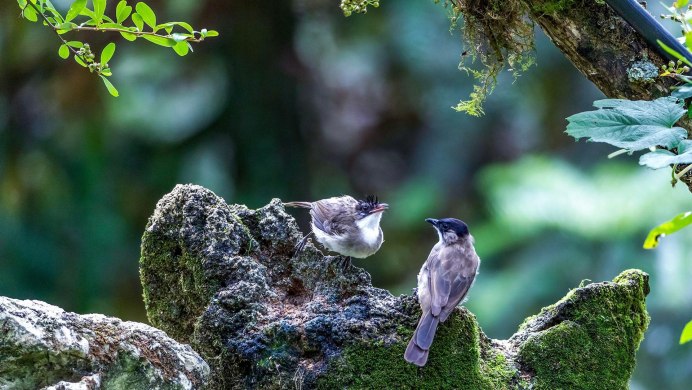 Птицы заповедника