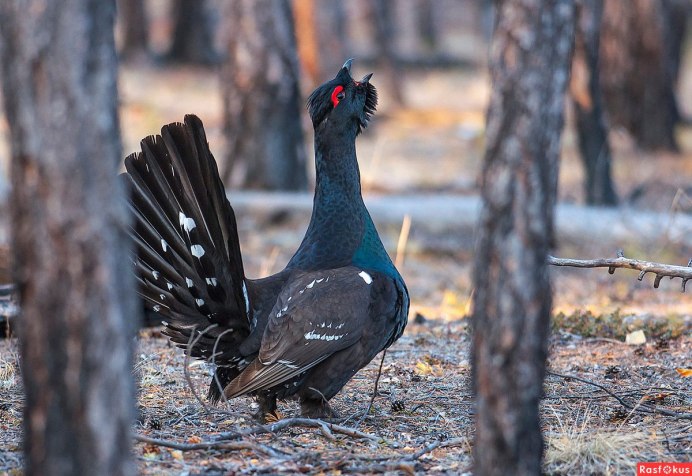 Приокско-Террасный заповедник Глухарь