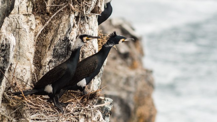 Баклан Ольхон